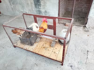 Pair of Hen, Boy is Desi breed Girl is Aseel with heavy build