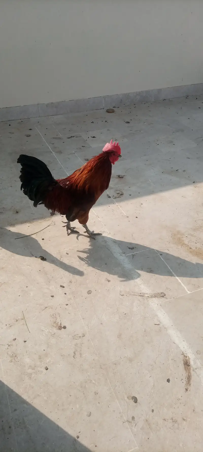Desi pair — photo 2