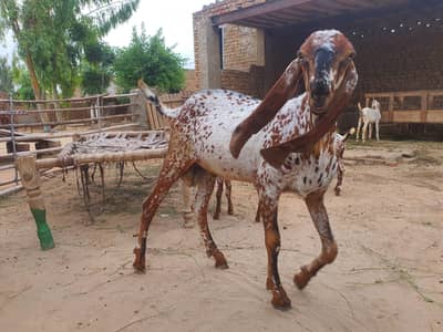 Makhi Cheena Bakra For Sale