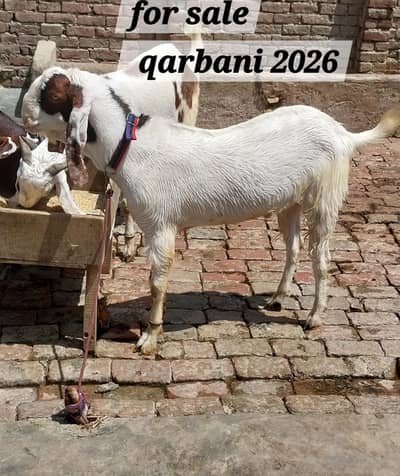 for qarbani