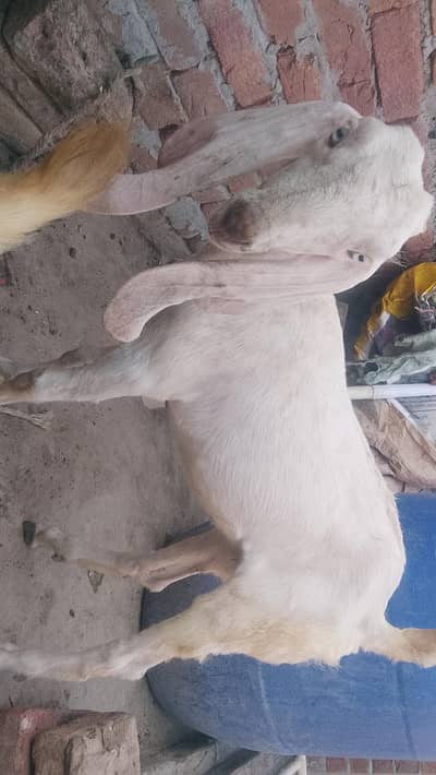 urgent for sale rajanpuri goat