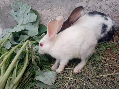 Rabbits for sale