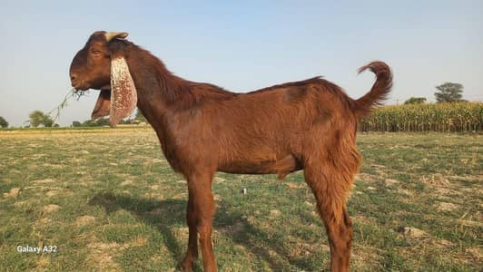 qurbani K ly bakra