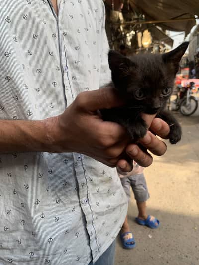 Persian cat 2 weeks age for sale