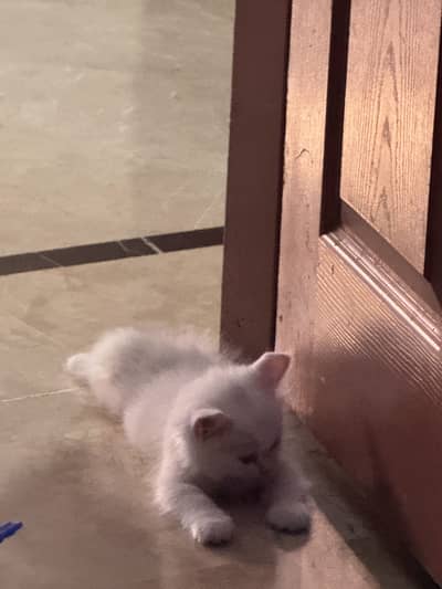 Persian cats