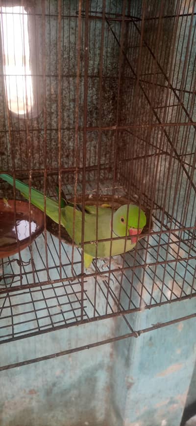 green birds and cage available