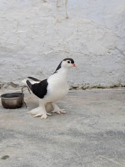 German Sherazi female