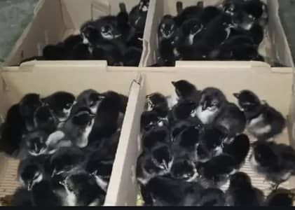Australorp chicks Awailable