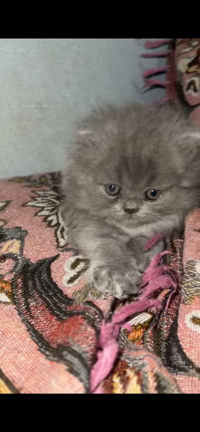 triple coat grey female for selll age 40days