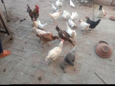 Egg laying Beautiful Hens Available