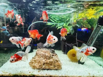 Tri color oranda goldfish