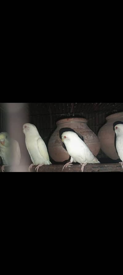 Albino red eyes Budgie 2 pair sale