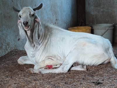 Anduu Bakra