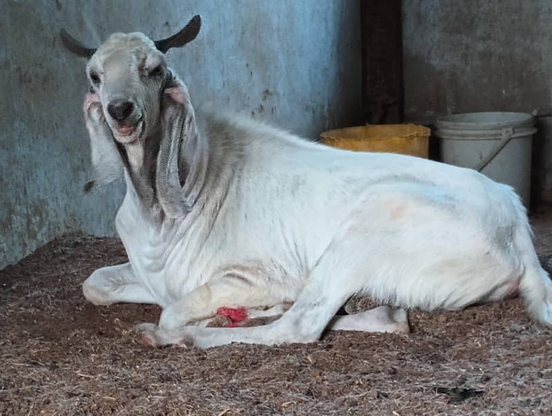 Anduu Bakra 0