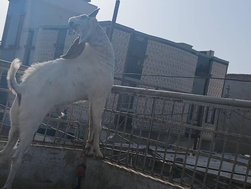 Anduu Bakra 1