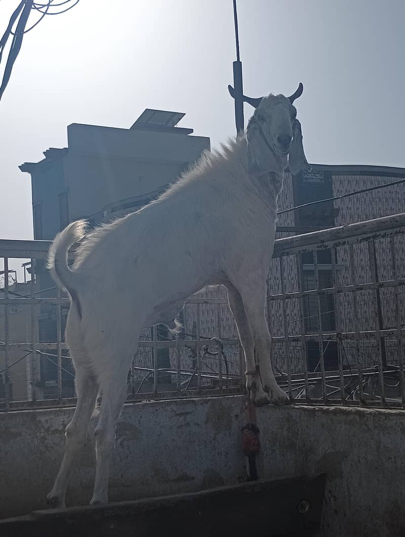 Anduu Bakra 2