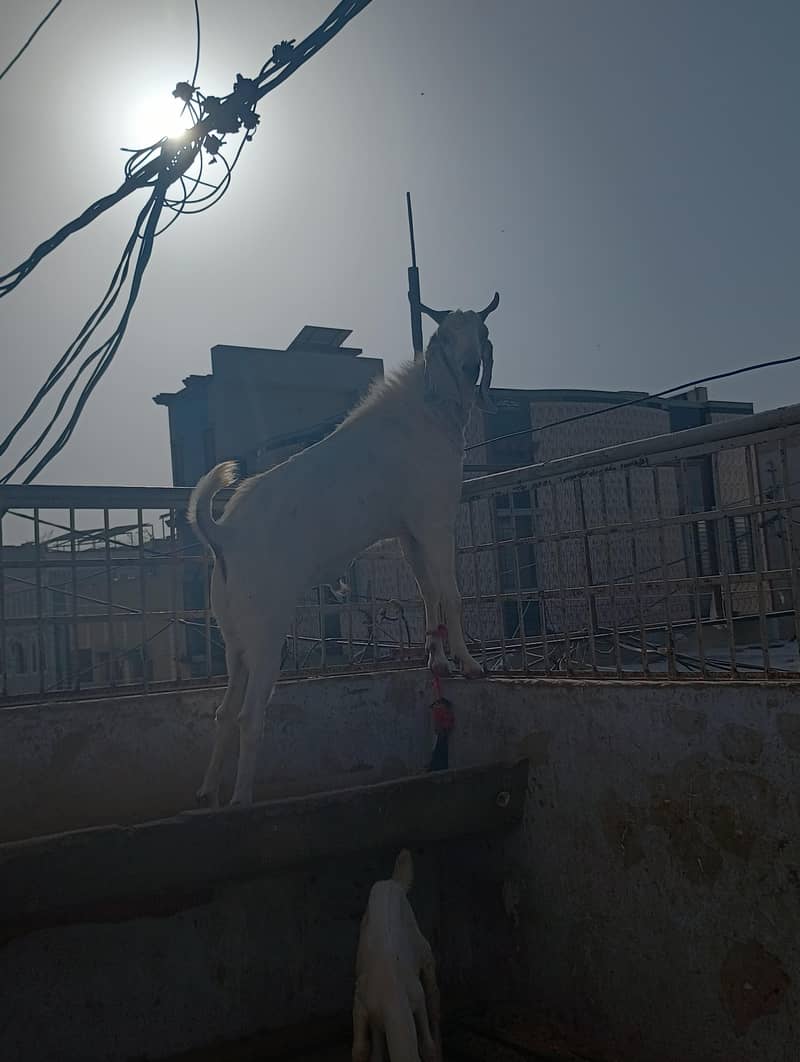 Anduu Bakra 3