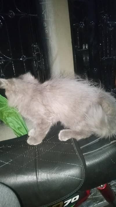 cat sale
