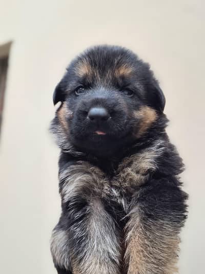 German shepherd puppies available plush/long coat
