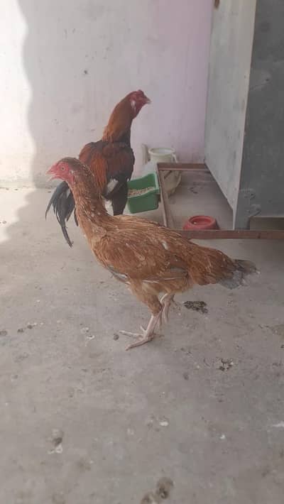 Aseel Sindhi pure