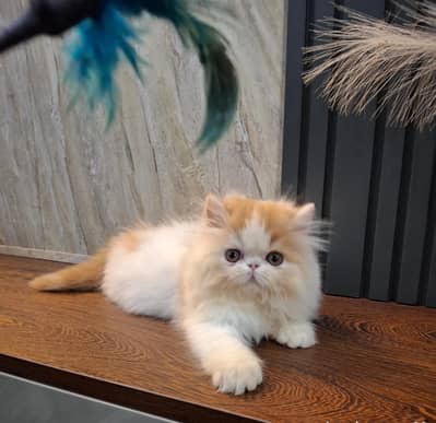 Persian cat triple kot,for sale,my WhatsApp 03493317649