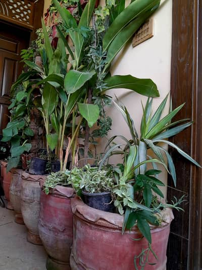 plants 10 fit tek k 24 se 36 inch tek k planters (gamly) me
