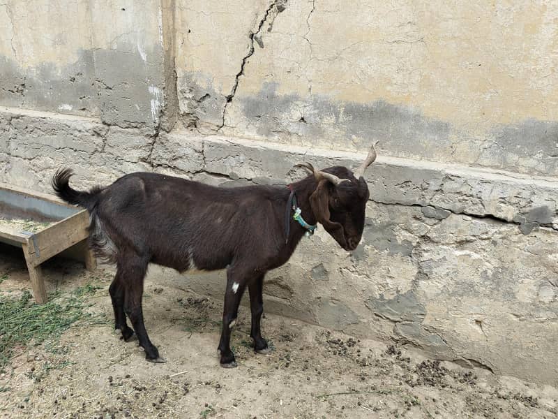 فروخت کے لیے بہترین دودھ والی بکری 6