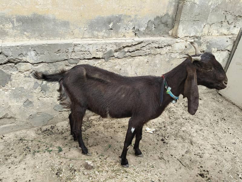 فروخت کے لیے بہترین دودھ والی بکری 8