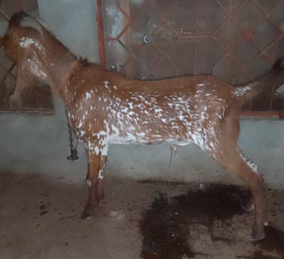 Makki Chena Khasi Bakra