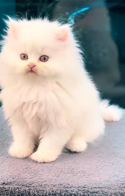Persian cat triple kot,for sale,my WhatsApp 03493317649