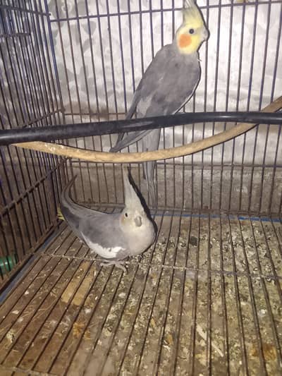 Charcoal cocktiel parrots breeder pair for sale healthy and active