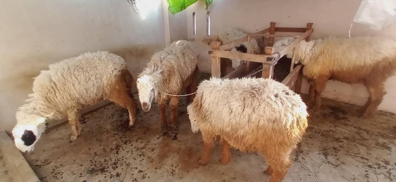 sheep's 0