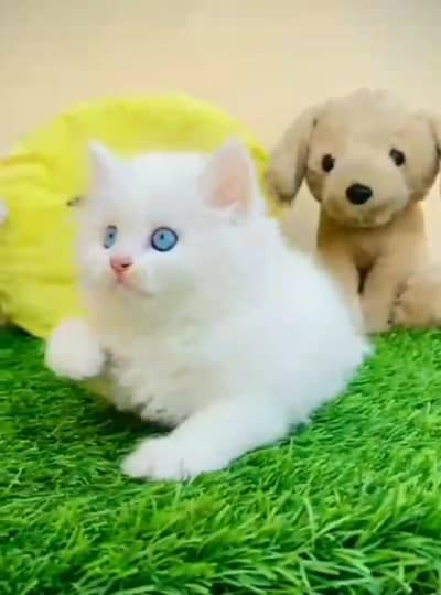 Persian cat triple kot,for sale,my WhatsApp 03493317649