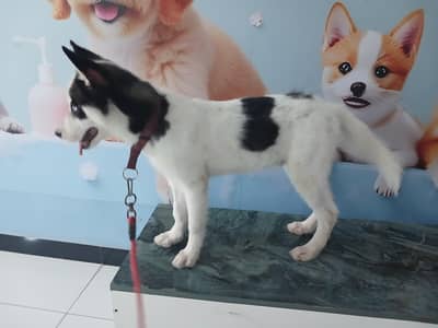 Siberiab Husky puppy for sale.