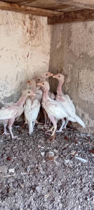 paper white aseel heera chika white nok nali white eye. excelant qulity