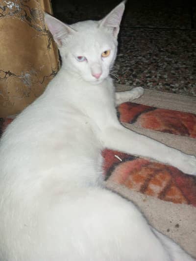 Persian cat for sale male different eyes