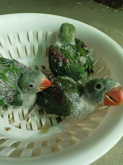 raw jumbo size chicks