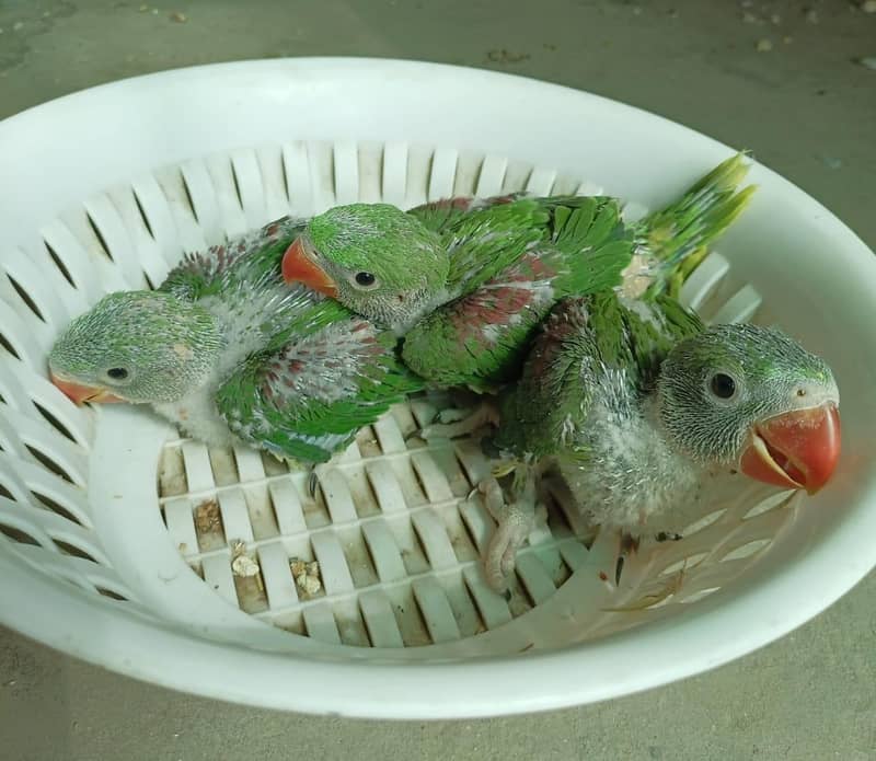 raw jumbo size chicks 1