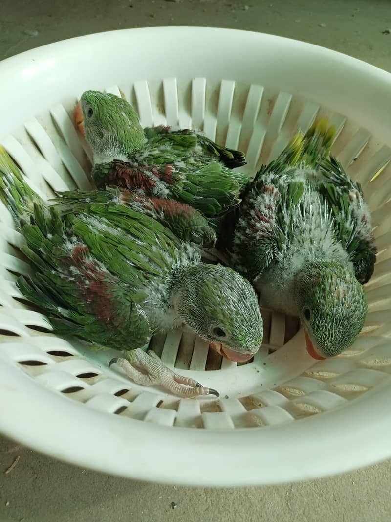 raw jumbo size chicks 2
