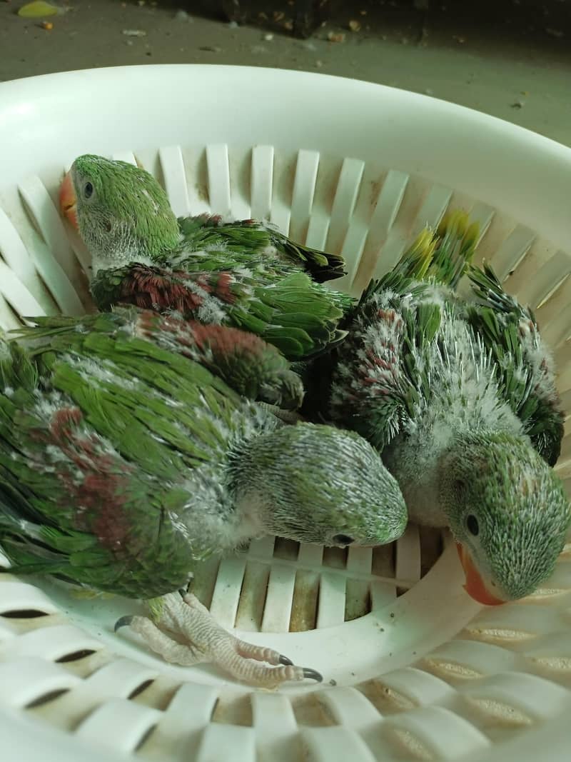 raw jumbo size chicks 3