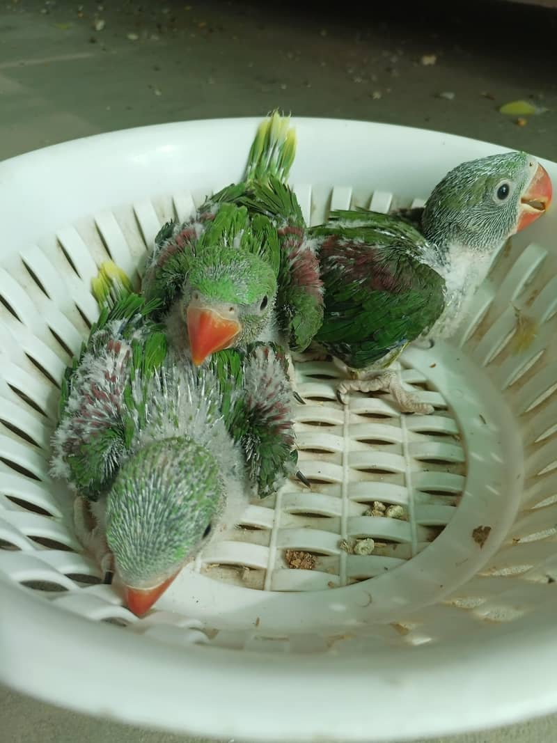 raw jumbo size chicks 4