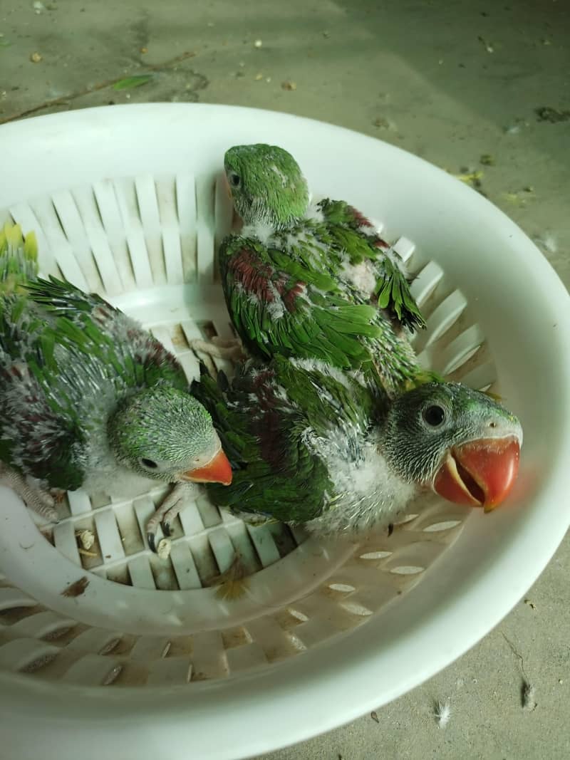 raw jumbo size chicks 5