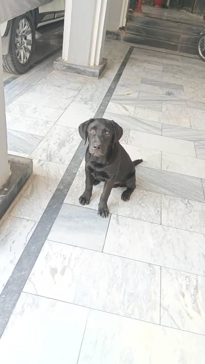 100% pure labrador male puppy for sale