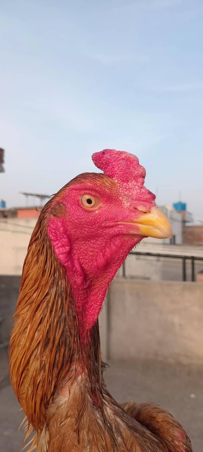 Aseel patha / murga 0