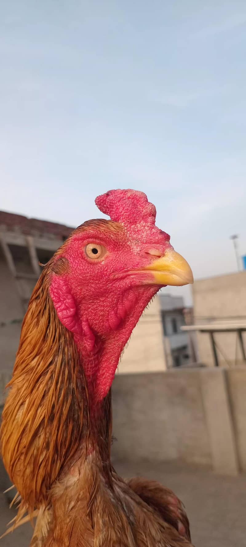 Aseel patha / murga 2