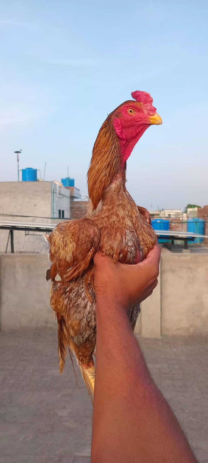 Aseel patha / murga 3