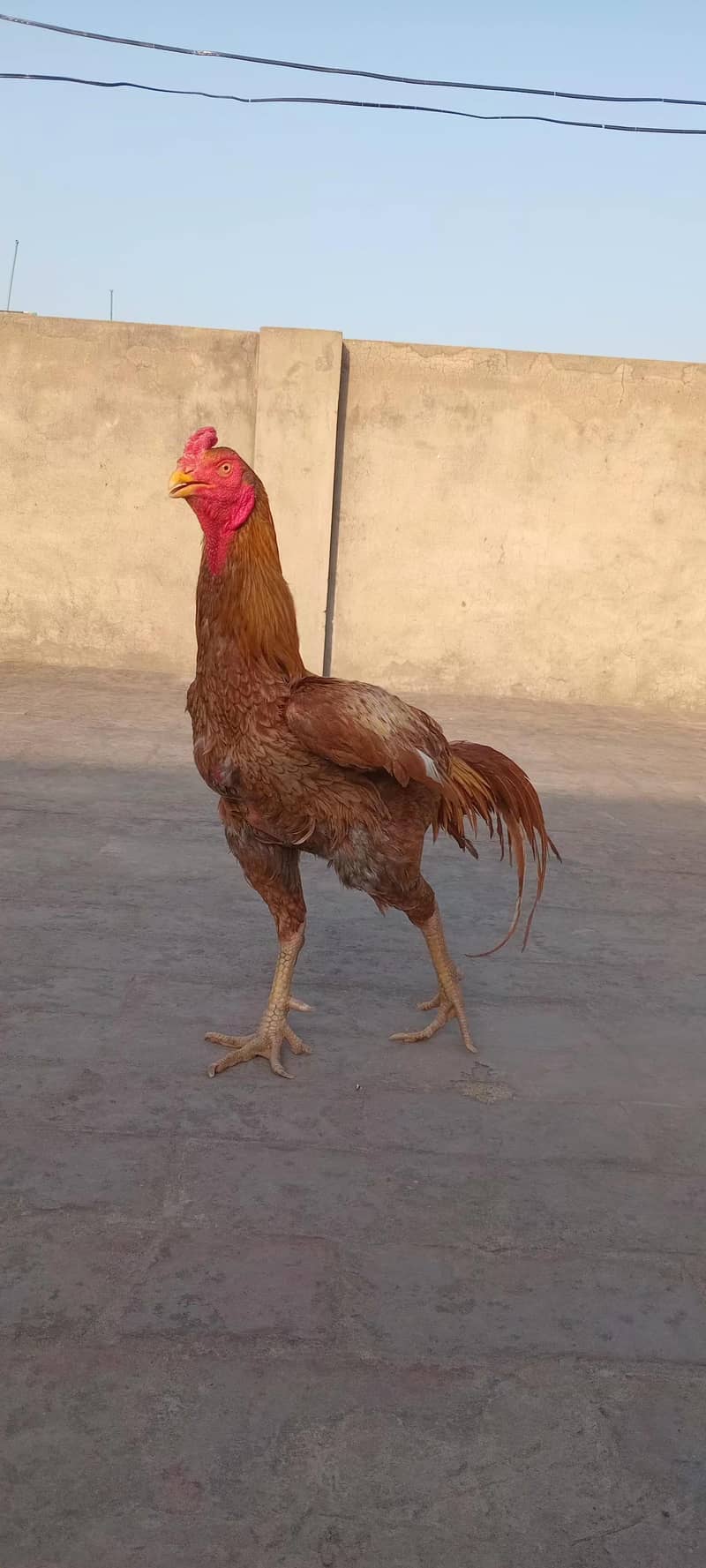 Aseel patha / murga 5