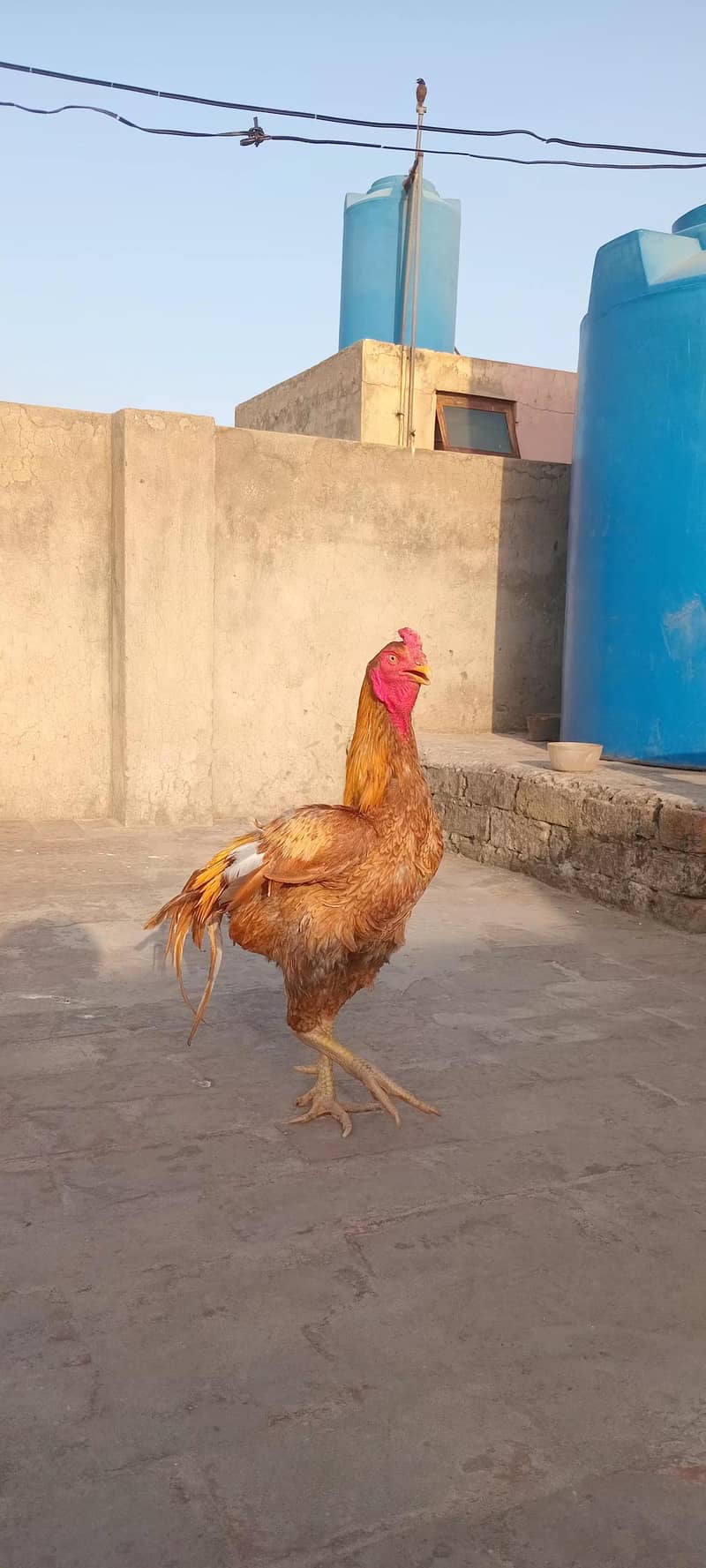 Aseel patha / murga 6