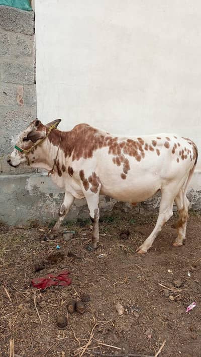Beautiful Bull fpr qurabani