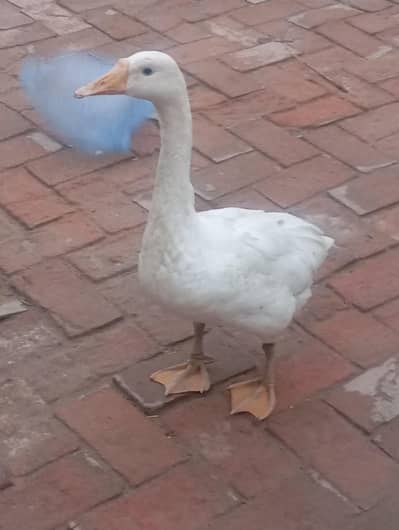 1 female duck